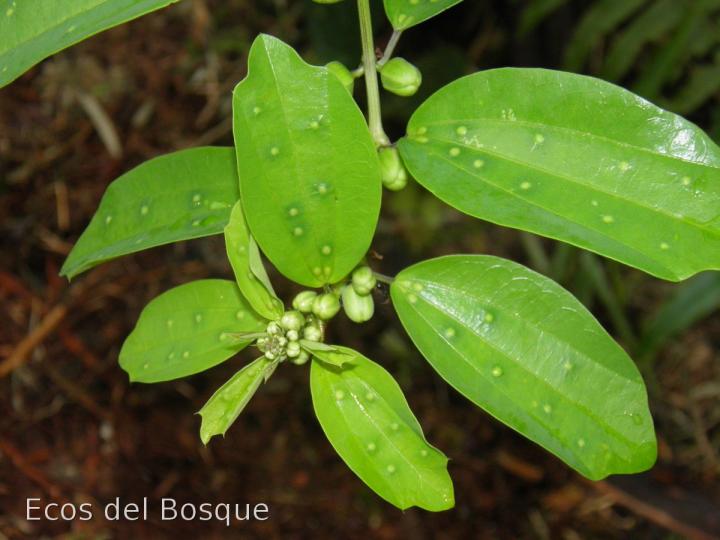 Passiflora lancearia