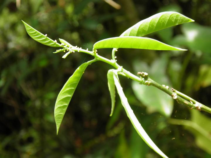 Passiflora pittieri