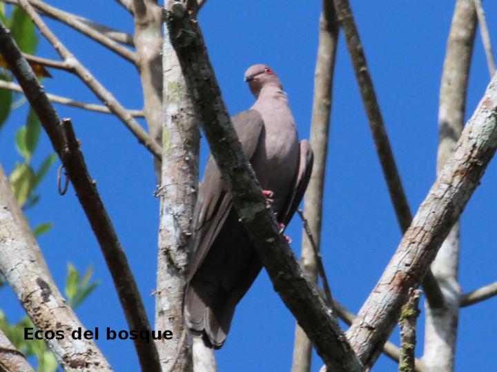 Patagioenas nigrirostris