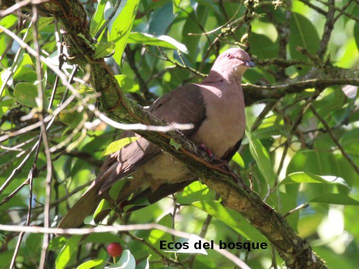 Patagioenas nigrirostris