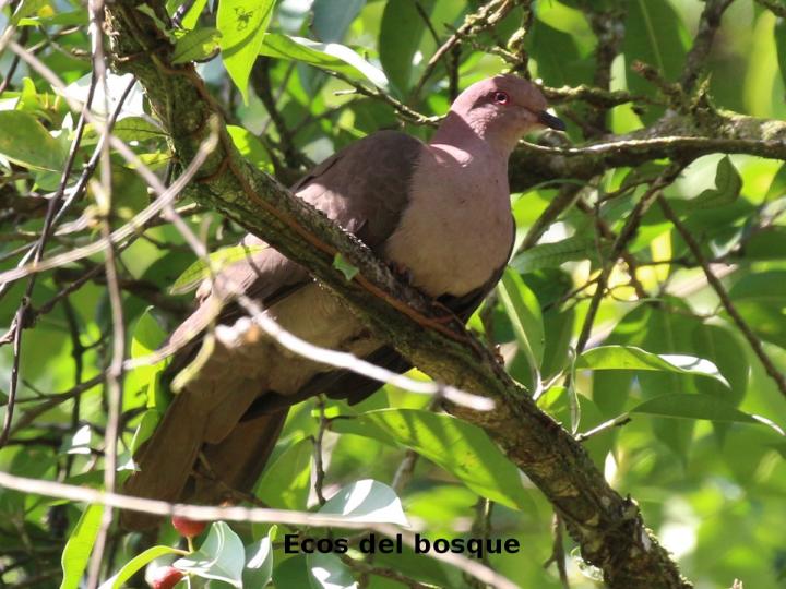 Patagioenas nigrirostris