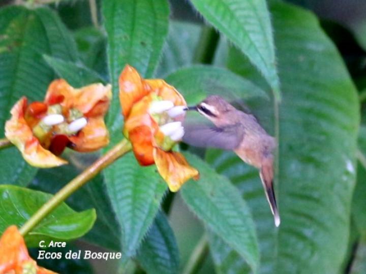 Phaethornis striigularis