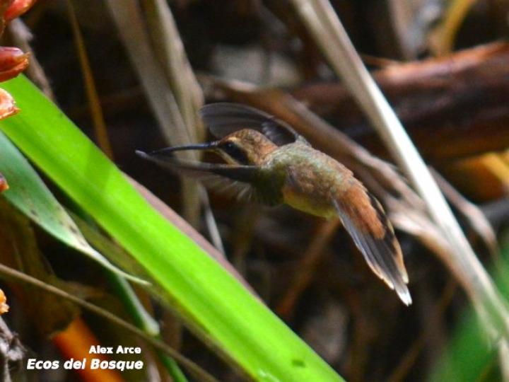 Phaethornis striigularis