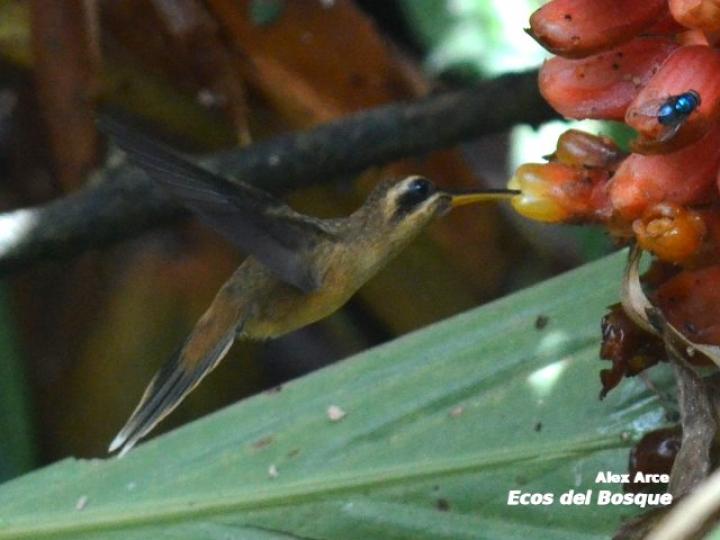 Phaethornis striigularis