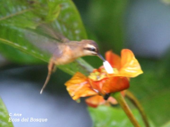 Phaethornis striigularis