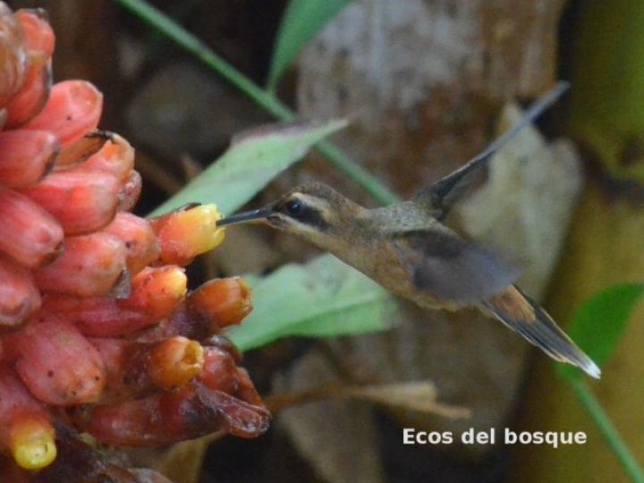 Phaethornis striigularis