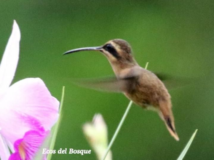 Phaethornis striigularis