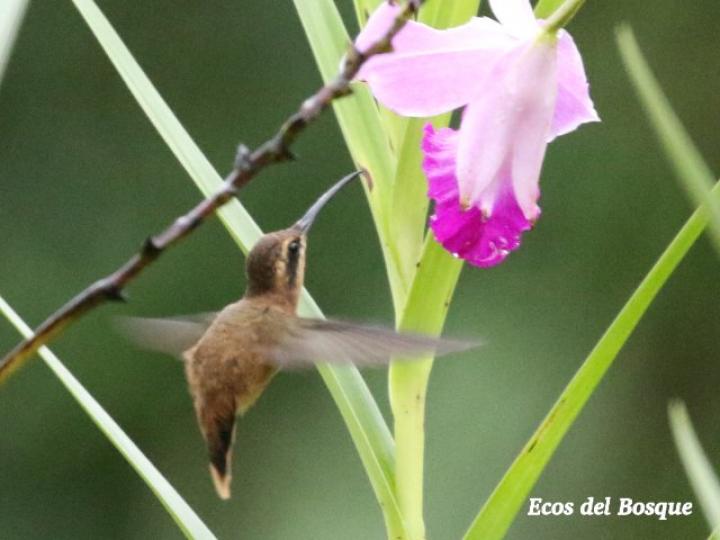Phaethornis striigularis