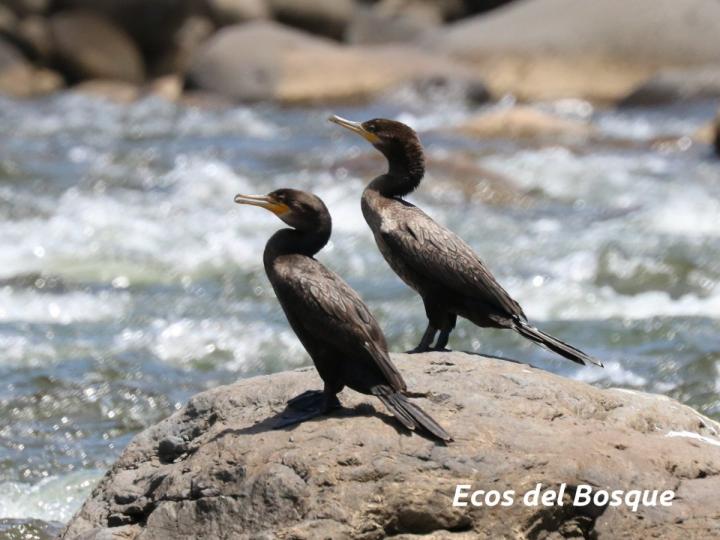 Phalacrocorax brasilianus