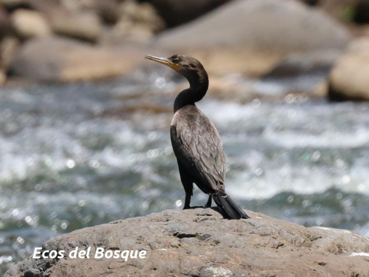 Phalacrocorax brasilianus