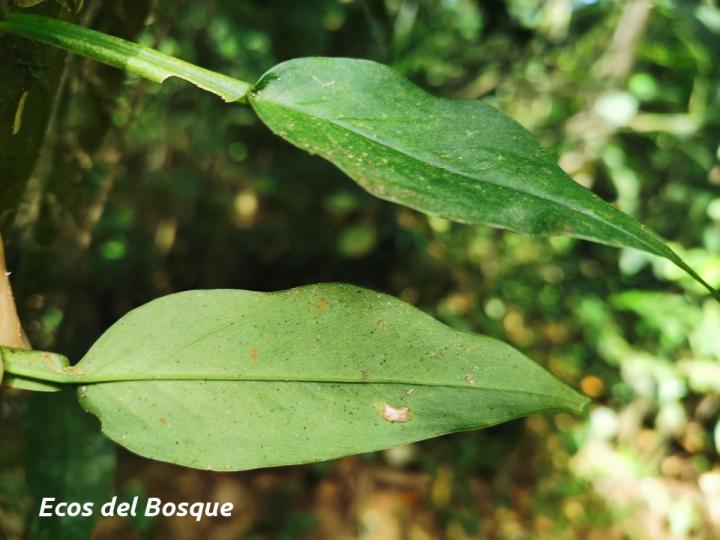 Philodendron aurantiifolium