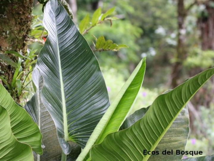 Philodendron davidsonii