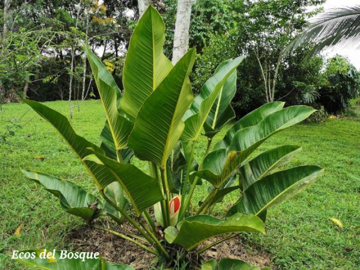 Philodendron davidsonii
