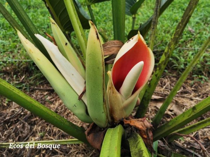Philodendron davidsonii