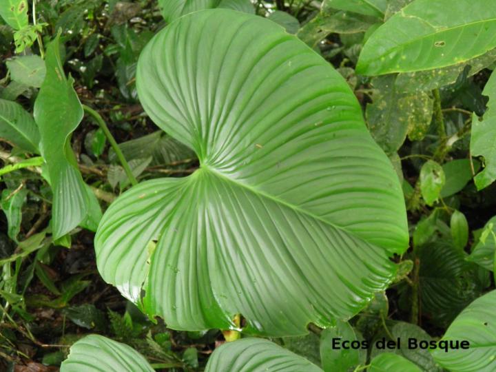 Philodendron grandipes