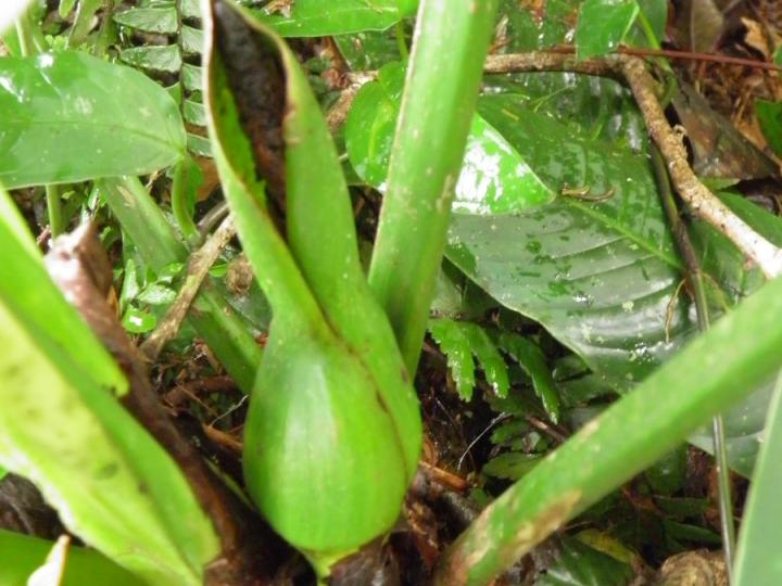 Philodendron grandipes