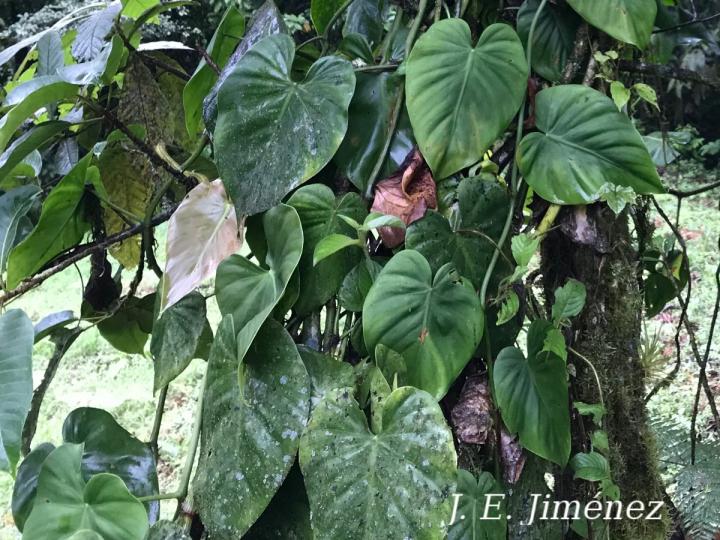 Philodendron hederaceum