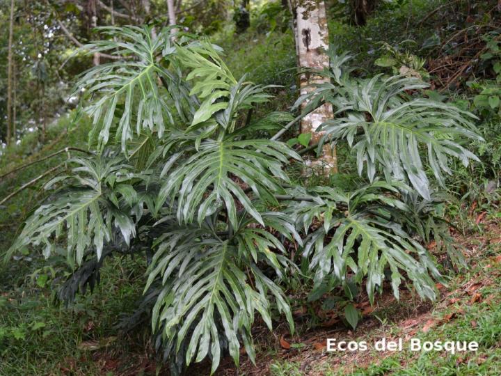 Philodendron radiatum