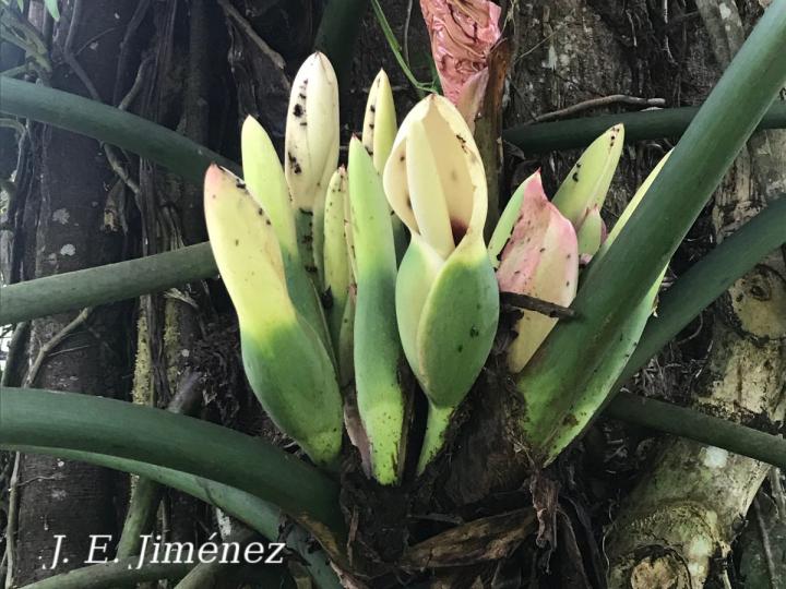 Philodendron radiatum