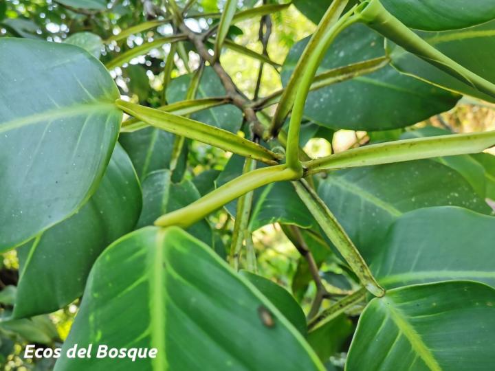 Philodendron rigidifolium