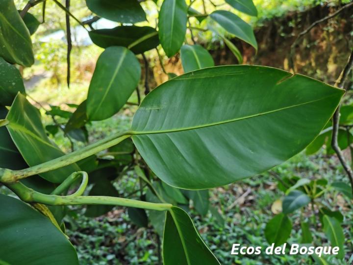 Philodendron rigidifolium