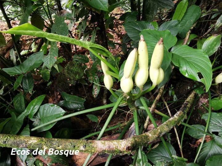 Philodendron rothschuhianum