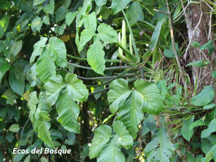 Philodendron rothschuhianum
