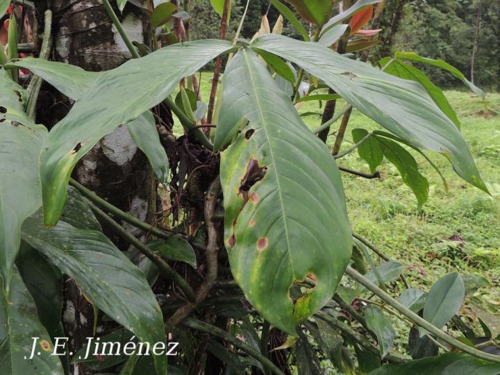 Philodendron tripartitum