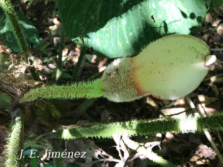 Philodendron verrucosum