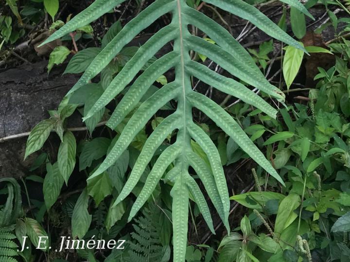 Phlebodium pseudoaureum | Ecos del Bosque