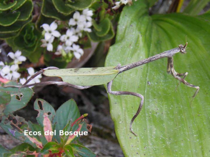 Phyllovates chloraphaea