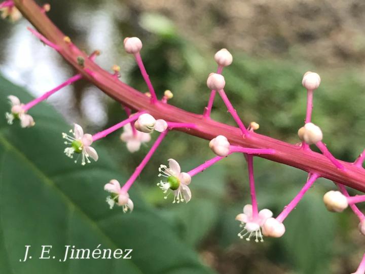 Phytolacca rivinoides
