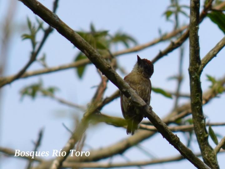 Picumnus olivaceus