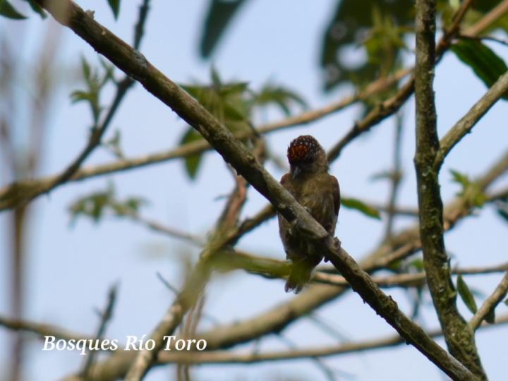 Picumnus olivaceus