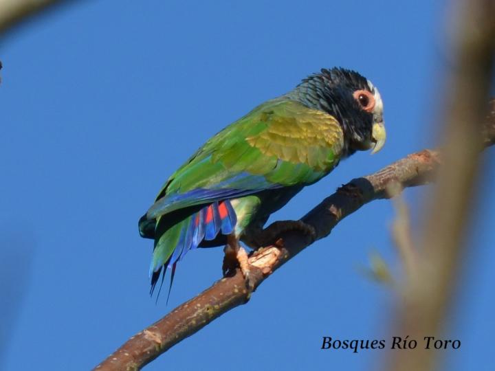 Pionus senilis