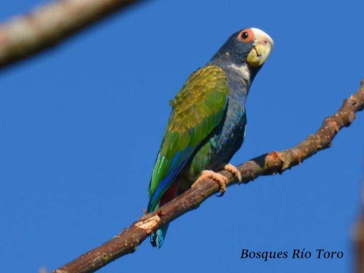 Pionus senilis