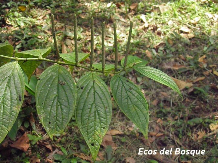 Piper hispidum