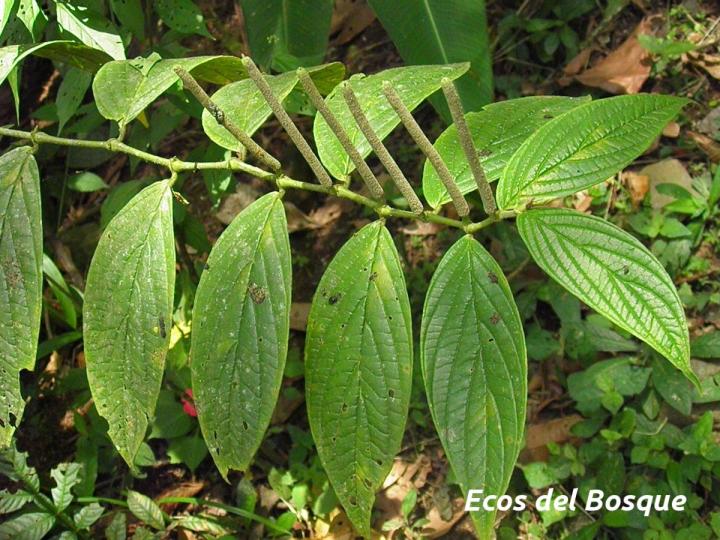 Piper hispidum