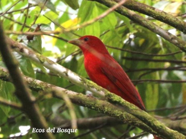 Piranga rubra (Tangara veranera)