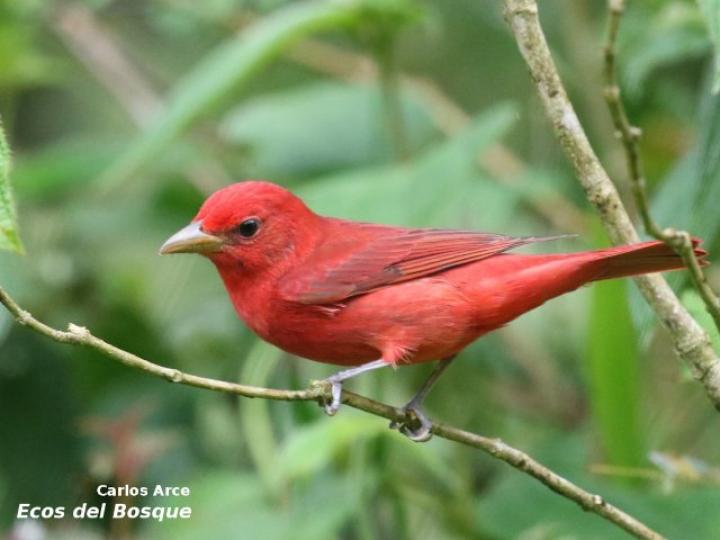Piranga rubra (Tangara veranera)