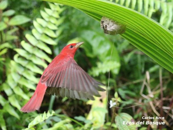 Piranga rubra (Tangara veranera)