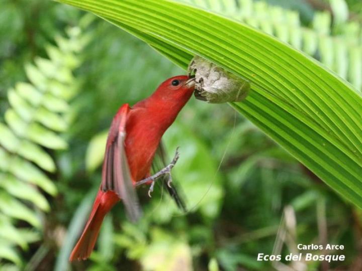 Piranga rubra (Tangara veranera)