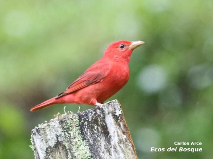 Piranga rubra (Tangara veranera)