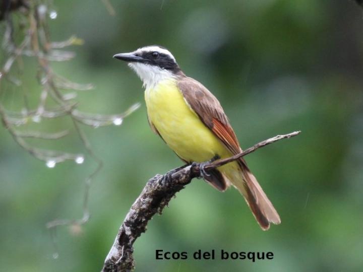 Pitangus sulphuratus