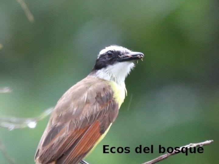 Pitangus sulphuratus