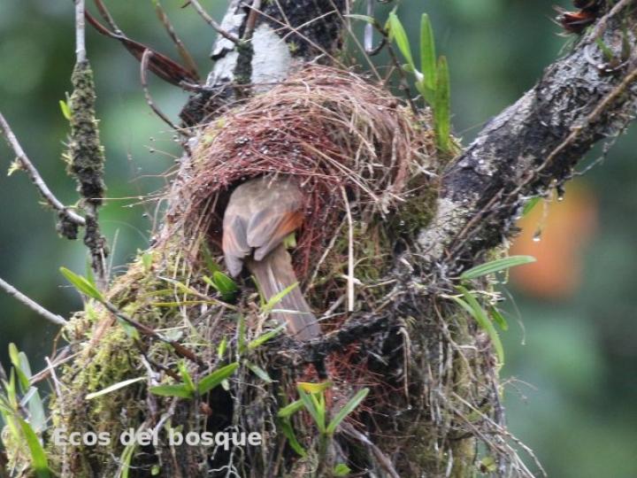 Pitangus sulphuratus