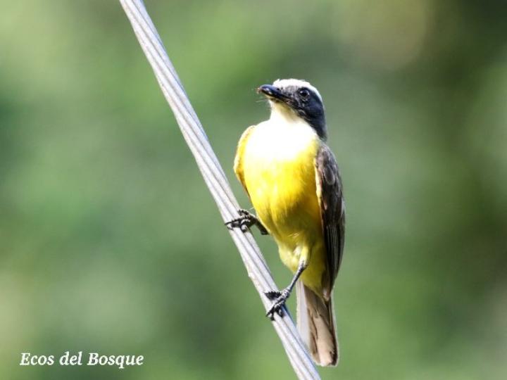 Pitangus sulphuratus