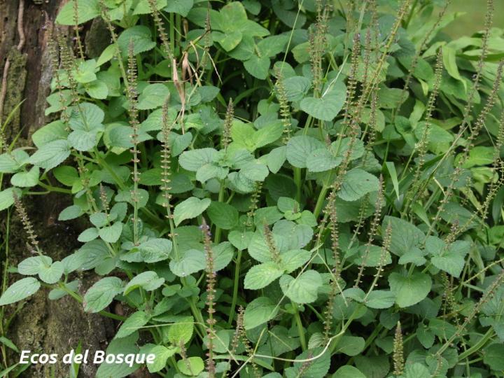 Plectranthys scutellarioides