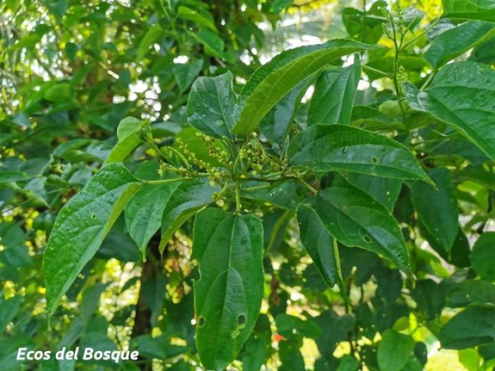 Plukenetia volubilis