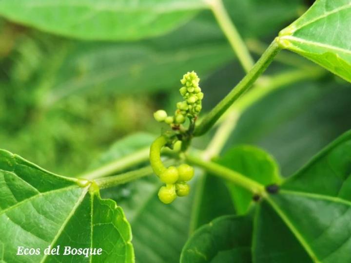 Plukenetia volubilis